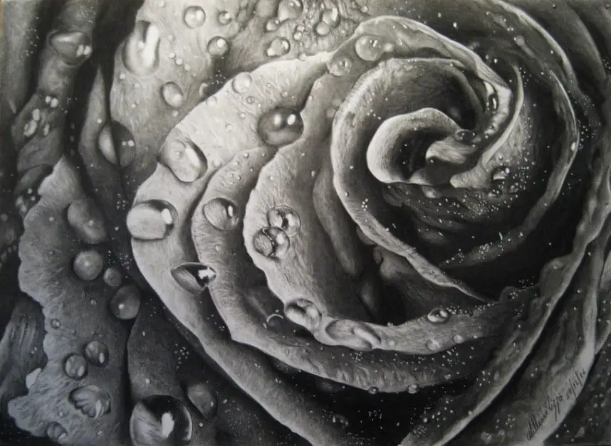 Un ritratto realizzato a matita che rappresenta la profondità di una rosa delicata.